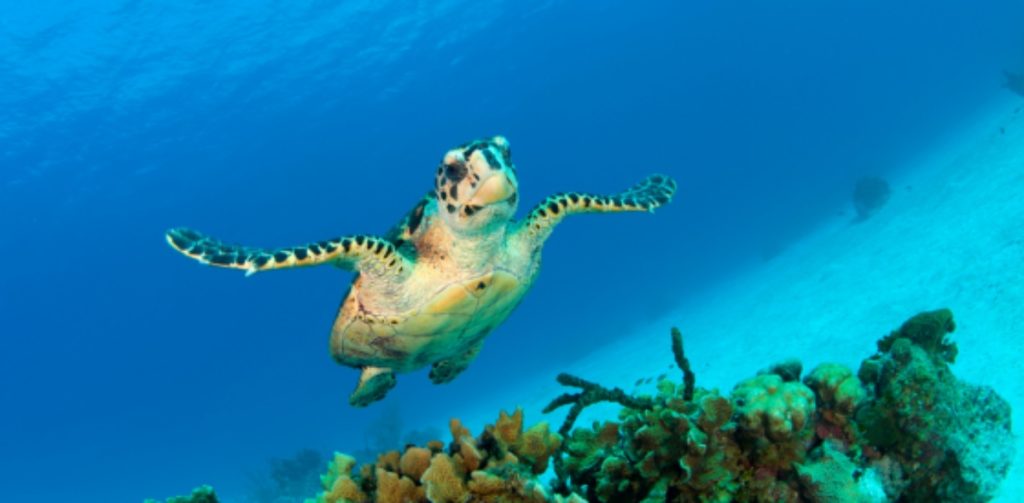 What Your Cayman Package Is Really Worth Banner