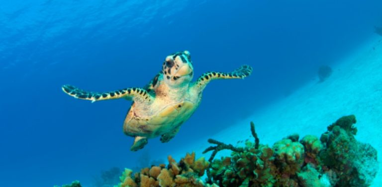 What Your Cayman Package Is Really Worth Banner